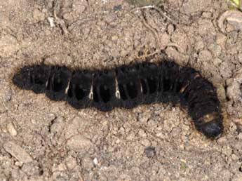  Chenille de Lemonia taraxaci D. & S. - ©Wolfgang Wagner, www.pyrgus.de