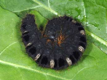  Chenille de Lemonia taraxaci D. & S. - Wolfgang Wagner, www.pyrgus.de