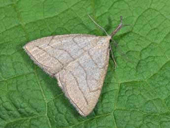 Polypogon tentacularia L. adulte - Philippe Mothiron