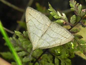 Polypogon tentacularia L. adulte - ©Philippe Mothiron