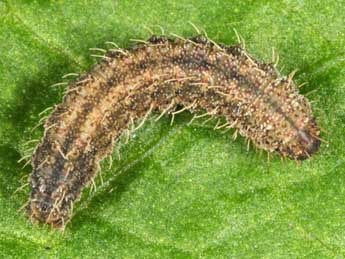  Chenille de Polypogon tentacularia L. - ©Wolfgang Wagner, www.pyrgus.de