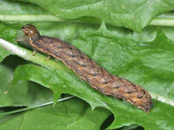  Chenille de Lacanobia thalassina Hfn. - Philippe Mothiron