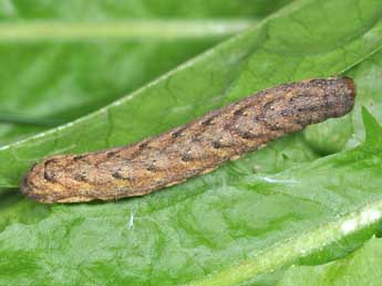  Chenille de Lacanobia thalassina Hfn. - Philippe Mothiron