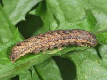  Chenille de Lacanobia thalassina Hfn. - Philippe Mothiron