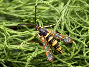 Synanthedon theryi Le Cerf adulte - ©Daniel Morel