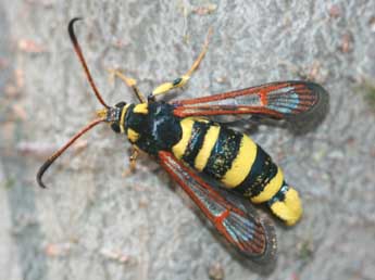 Synanthedon theryi Le Cerf adulte - ©Christophe Germain