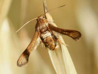 Microsphecia tineiformis Esp. adulte - ©Daniel Vizcano