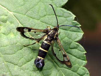 Synanthedon tipuliformis Cl. adulte - Lionel Taurand