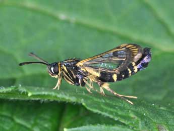 Synanthedon tipuliformis Cl. adulte - Philippe Mothiron