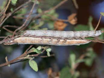  Chenille de Ophiusa tirhaca Cr. - Emmanuel Ruiz