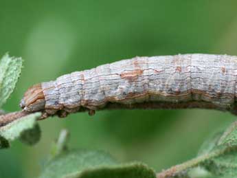  Chenille de Ophiusa tirhaca Cr. - Emmanuel Ruiz