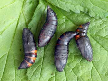  Chrysalide de Hemaris tityus L. - ©Daniel Morel