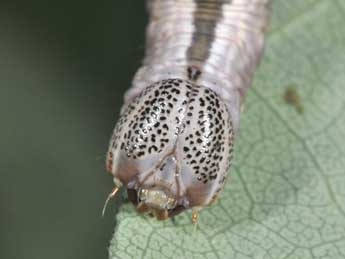  Chenille de Notodonta torva Hb. - ©Philippe Mothiron