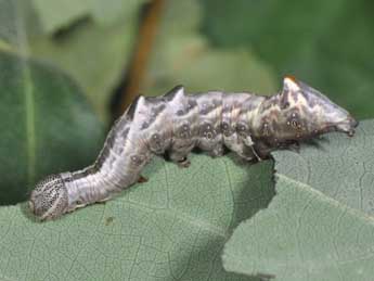  Chenille de Notodonta torva Hb. - ©Philippe Mothiron