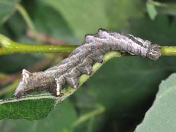  Chenille de Notodonta torva Hb. - ©Philippe Mothiron