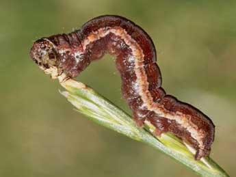  Chenille de Emmelia trabealis Scop. - ©Michel Billard