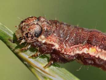  Chenille de Emmelia trabealis Scop. - Michel Billard