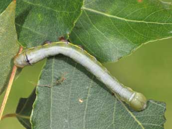  Chenille de Pheosia tremula Cl. - Philippe Mothiron