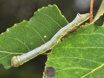  Chenille de Pheosia tremula Cl. - ©Philippe Mothiron