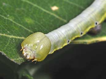  Chenille de Pheosia tremula Cl. - Philippe Mothiron