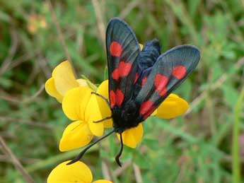 Zygaena trifolii Esp. adulte - Philip Clarke