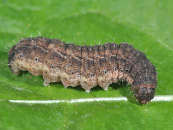  Chenille de Charanyca trigrammica Hfn. - ©Philippe Mothiron