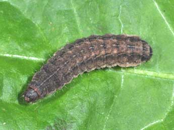  Chenille de Charanyca trigrammica Hfn. - ©Philippe Mothiron