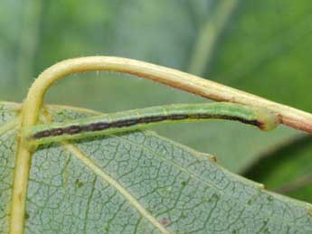  Chenille de Stegania trimaculata Vill. - Philippe Mothiron