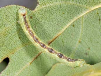  Chenille de Stegania trimaculata Vill. - ©Philippe Mothiron