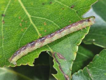  Chenille de Stegania trimaculata Vill. - Philippe Mothiron