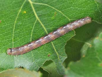  Chenille de Stegania trimaculata Vill. - ©Philippe Mothiron