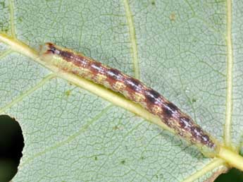  Chenille de Stegania trimaculata Vill. - Philippe Mothiron