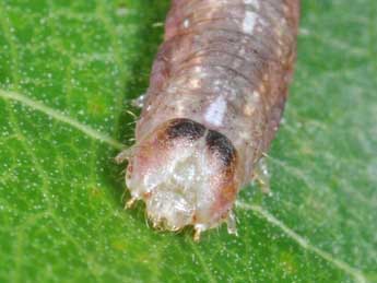  Chenille de Stegania trimaculata Vill. - Philippe Mothiron