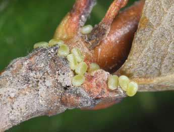  Oeuf de Stegania trimaculata Vill. - ©Philippe Mothiron