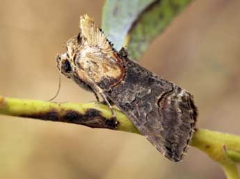 Abrostola triplasia L. adulte - Daniel Morel