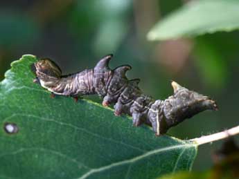  Chenille de Notodonta tritophus D. & S. - Alex Corge