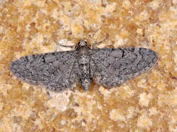 Eupithecia ultimaria Bsdv. adulte - Philippe Mothiron