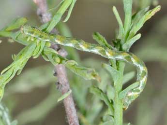  Chenille de Eupithecia ultimaria Bsdv. - Philippe Mothiron