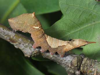  Chenille de Watsonalla uncinula Bkh. - Philippe Mothiron