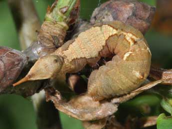  Chenille de Watsonalla uncinula Bkh. - Philippe Mothiron