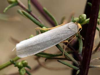 Indalia uniola Rbr adulte - ©Daniel Morel