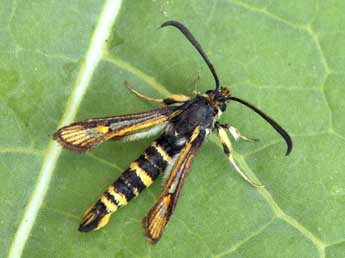 Bembecia uroceriformis Tr. adulte - Daniel Morel