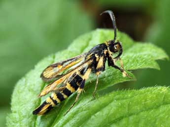 Bembecia uroceriformis Tr. adulte - Daniel Morel