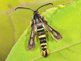 Bembecia uroceriformis Tr. adulte - Philippe Mothiron