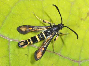 Bembecia uroceriformis Tr. adulte - Philippe Mothiron