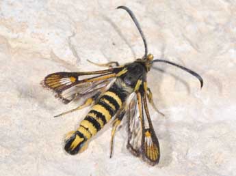 Bembecia uroceriformis Tr. adulte - Philippe Mothiron