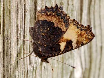 Aglais urticae L. adulte - Philip Clarke