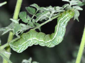  Chenille de Panchrysia v-argenteum Esp. - ©Philippe Mothiron