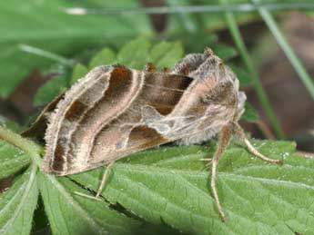 Euchalcia variabilis P. & M. adulte - Philippe Mothiron