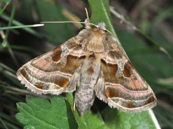 Euchalcia variabilis P. & M. adulte - ©Philippe Mothiron